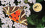 Gold Schmetterling Spanische Flagge Münze