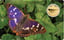 Gold Schmetterling Schillerfalter Münze